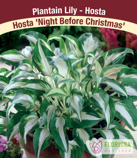 Hosta - Night Before Christmas, 1 Pack