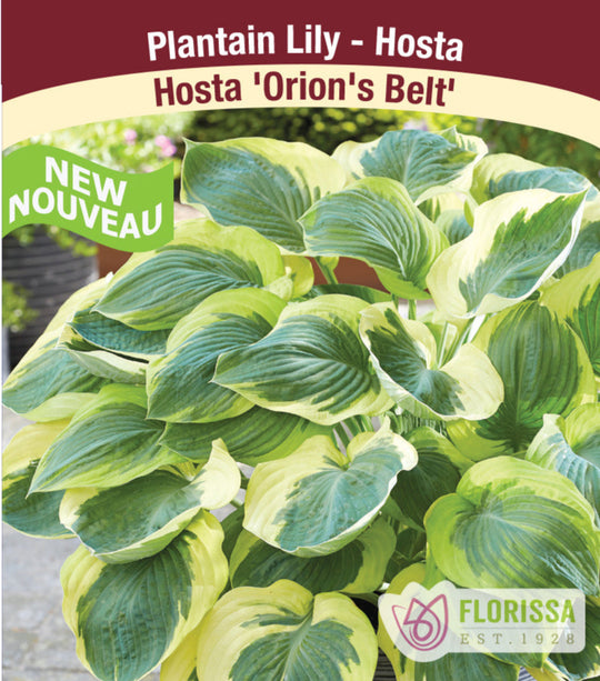 Hosta - Orion's Belt, 1 Pack