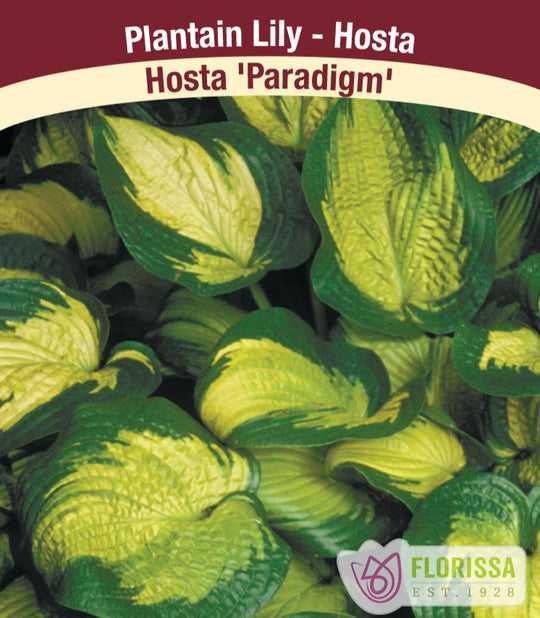 Hosta - Paradigm, 1 Pack