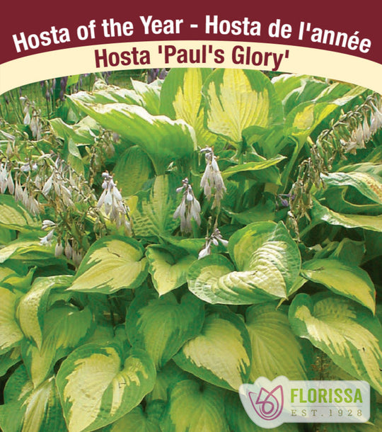 Hosta - Paul's Glory, 1 Pack