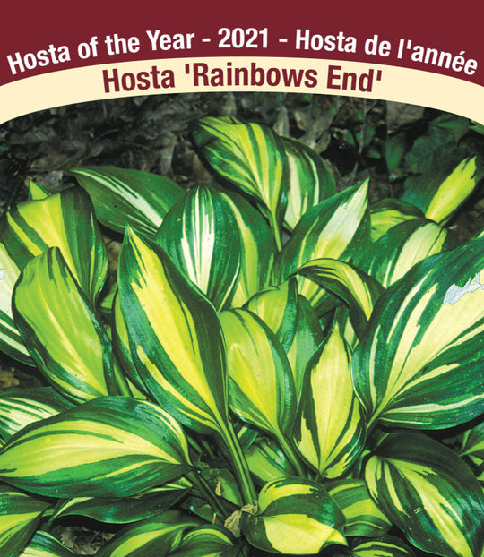 Hosta - Rainbows End, 1 Pack