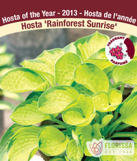 Hosta - Rainforest Sunrise, 1 Pack