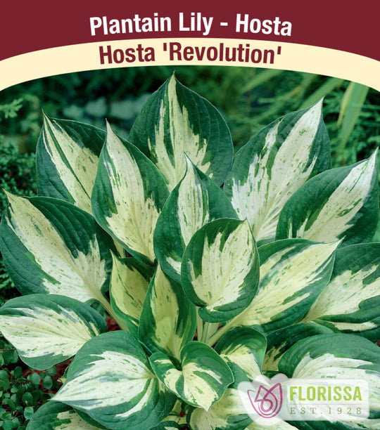 Hosta - Revolution, 1 Pack