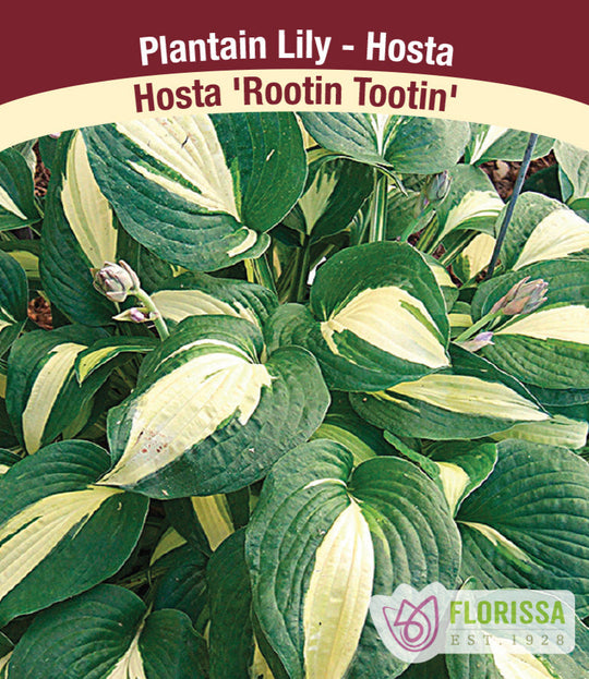 Hosta - Rootin Tootin, 1 Pack