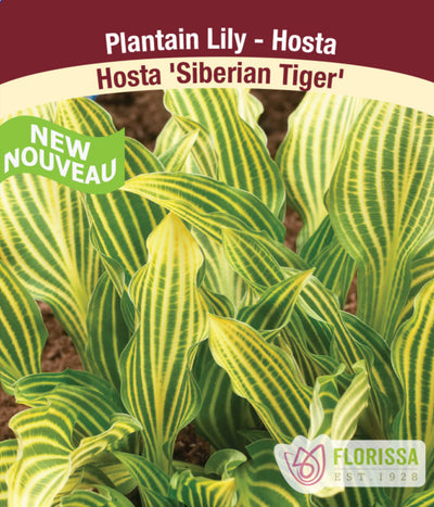 Hosta - Siberian Tiger, 1 Pack