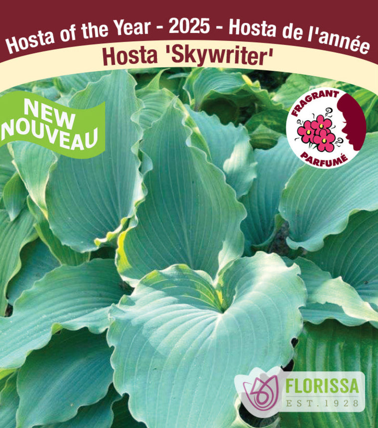 Hosta - Skywriter, 1 Pack