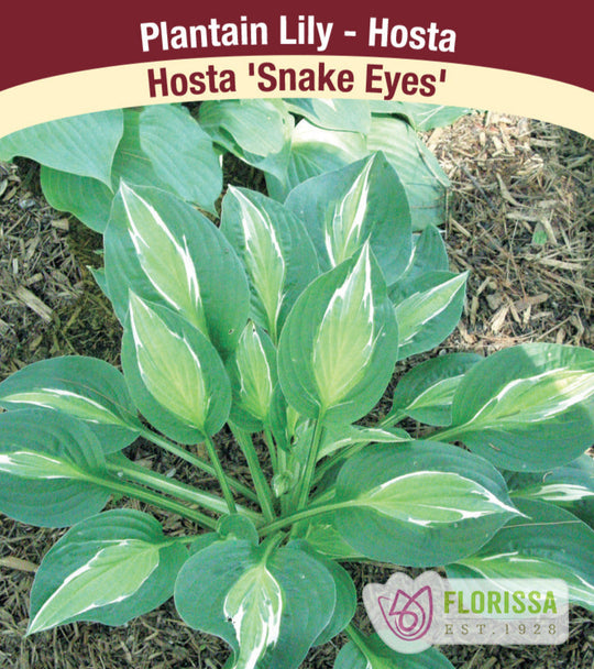 Hosta - Snake Eyes, 1 Pack