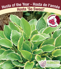 Hosta - So Sweet, 1 Pack