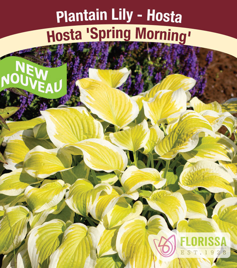 Hosta - Spring Morning, 1 Pack