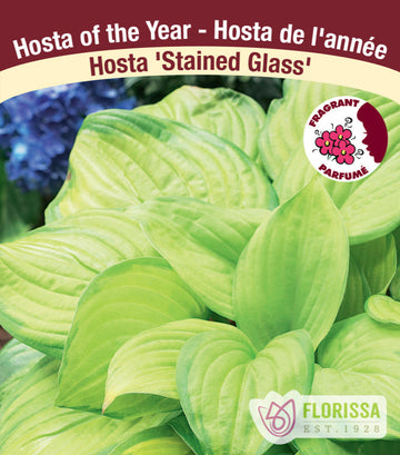 Hosta - Stained Glass, 1 Pack
