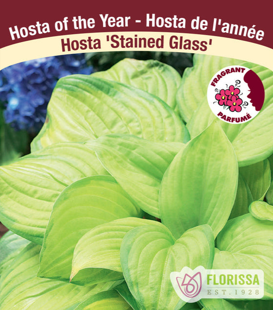 Hosta - Stained Glass, 1 Pack