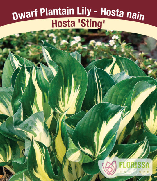 Hosta - Sting, 1 Pack