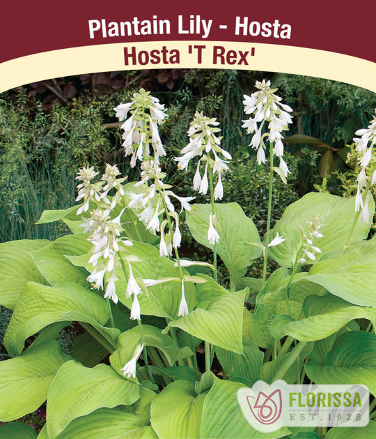 Hosta - T Rex, 1 Pack