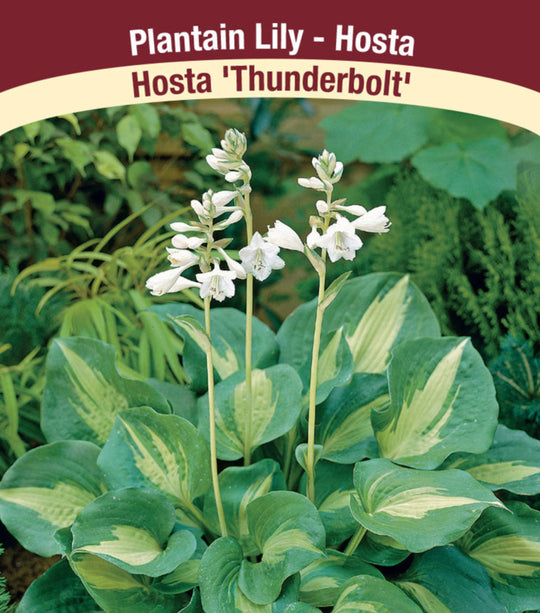 Hosta - Thunderbolt, 1 Pack