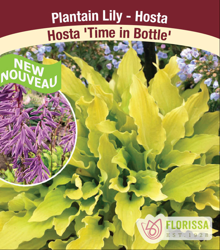 Hosta - Time in a Bottle, 1 Pack
