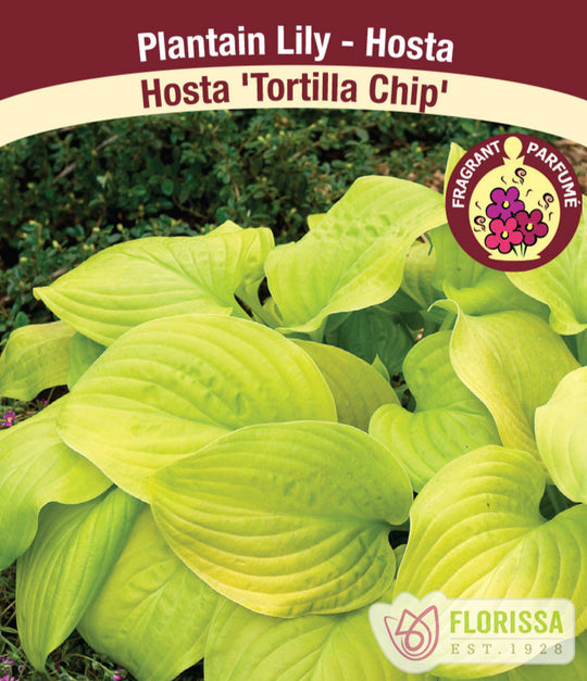 Hosta - Tortilla Chip, 1 Pack