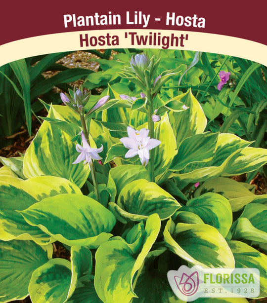 Hosta - Twilight, 1 Pack