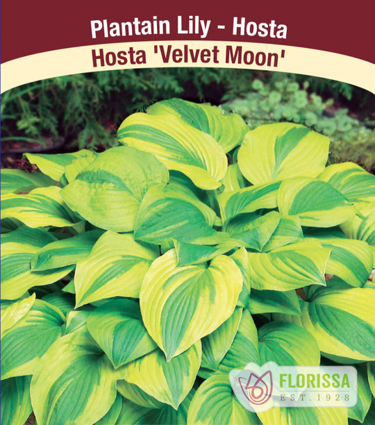 Hosta - Velvet Moon, 1 Pack