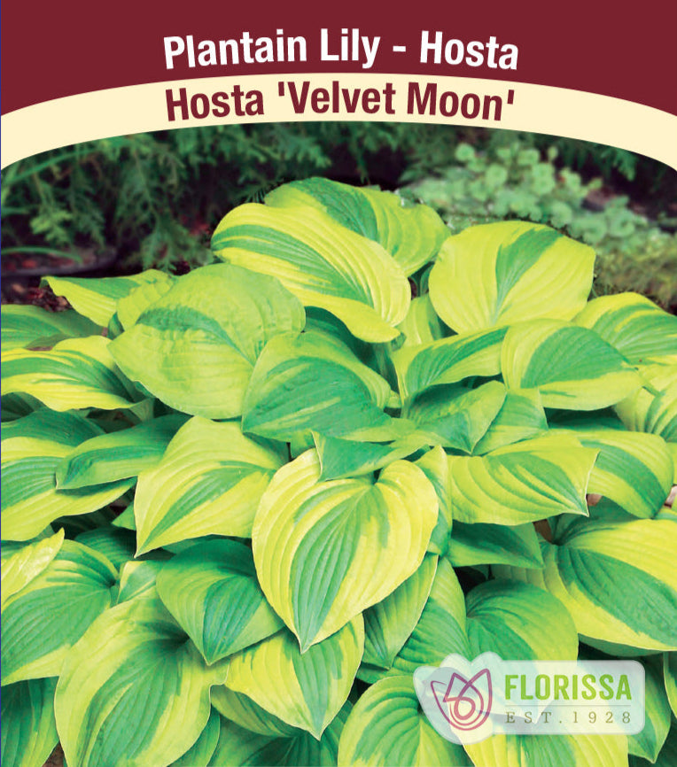 Hosta Plants | Largest Selection in Canada | Wildwood Express ...