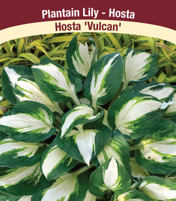 Hosta - Vulcan, 1 Pack
