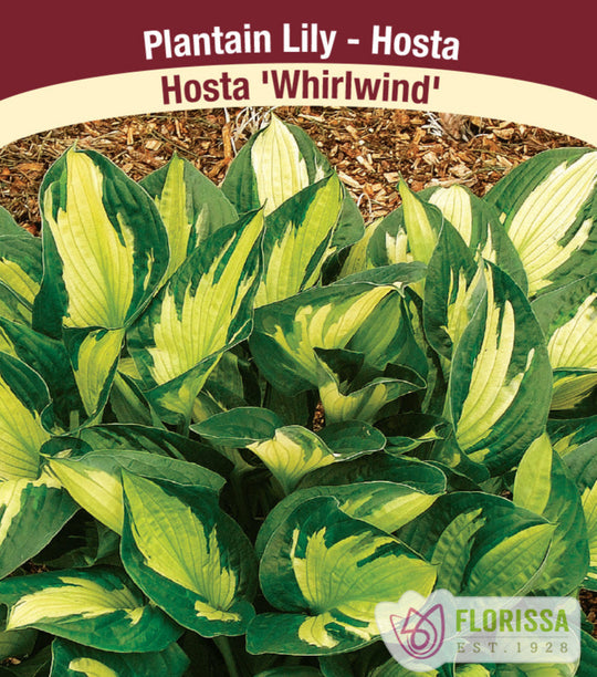 Hosta - Whirlwind, 1 Pack