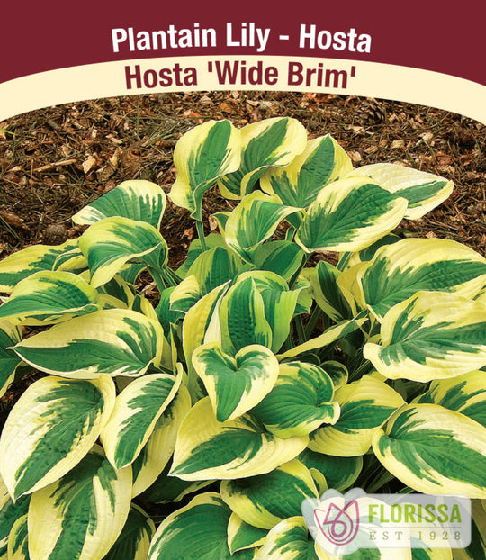 Hosta - Wide Brim, 1 Pack