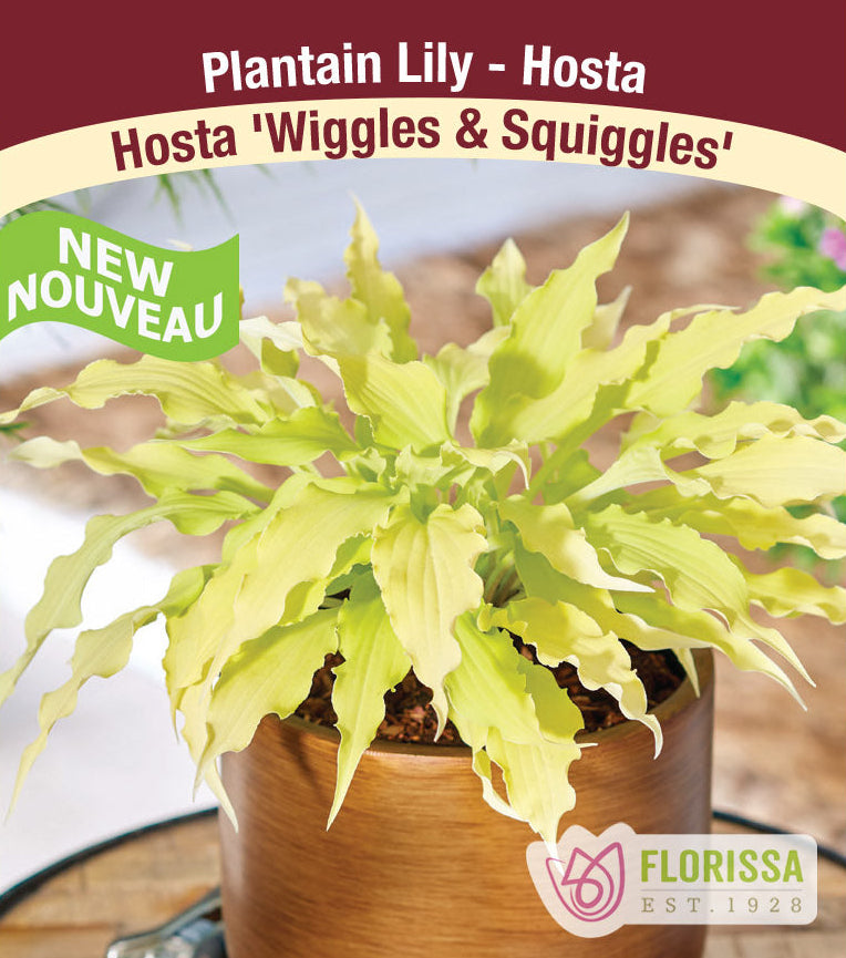 Hosta - Wiggles & Squiggles, 1 Pack