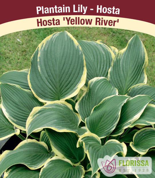 Hosta - Yellow River, 1 Pack