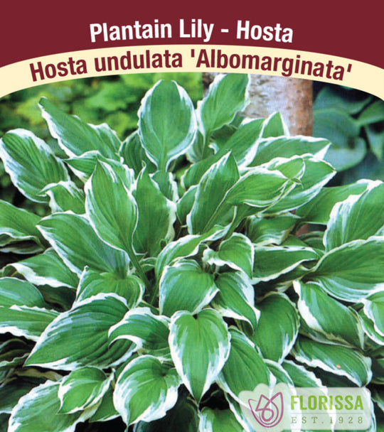 Hosta -  Albomarginata, 1 Pack
