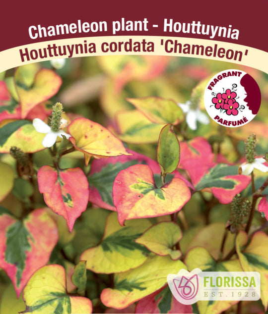 Houttuynia Cordata - Chameleon, 1 Pack