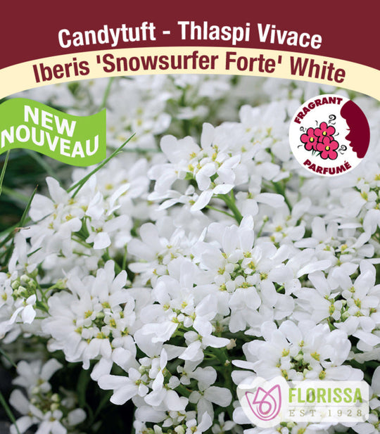 Candy Tuft - Snowsurfer Forte White, 1 Pack