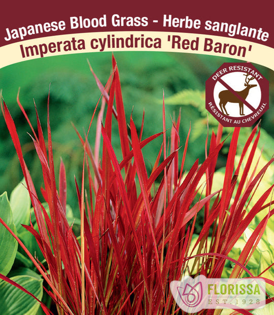 Japanese Blood Grass - Red Baron, 1 Pack