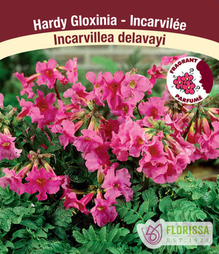 Hardy Gloxinia - Incarvillea delavayi, 1 Pack