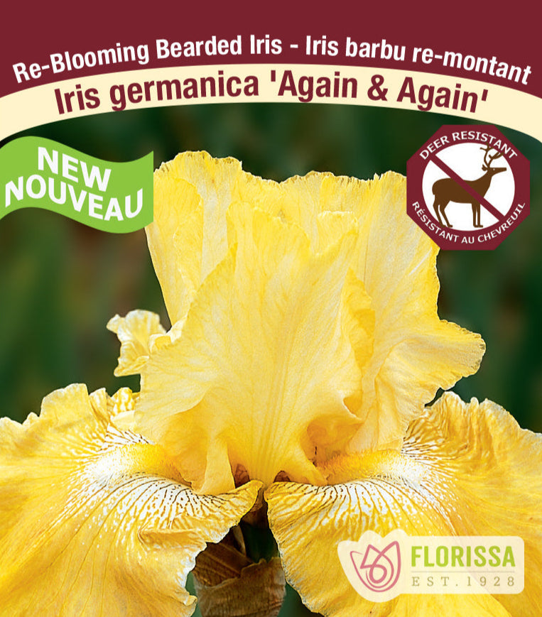 Iris germanica - Again & Again, 1 Pack