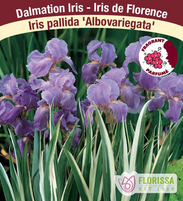 Iris pallida - Albovariegata, 1 Pack