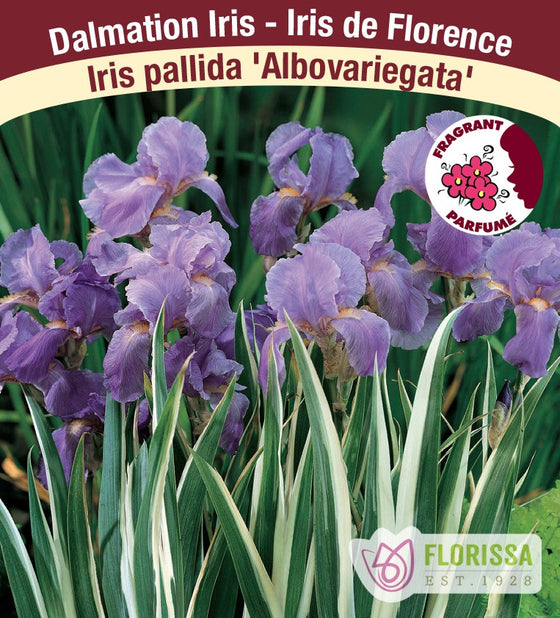 Iris pallida - Albovariegata, 1 Pack