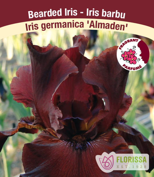 Iris germanica - Almaden, 1 Pack