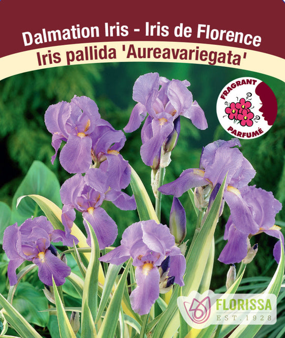 Iris - Aureavariegata, 1 Pack