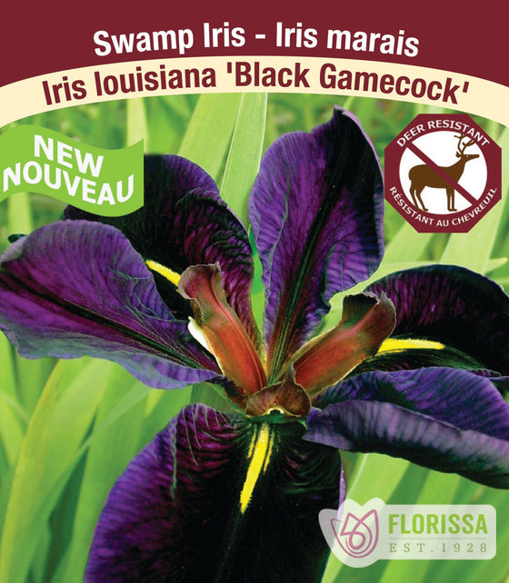 Iris Louisiana - Black Gamecock, 1 Pack