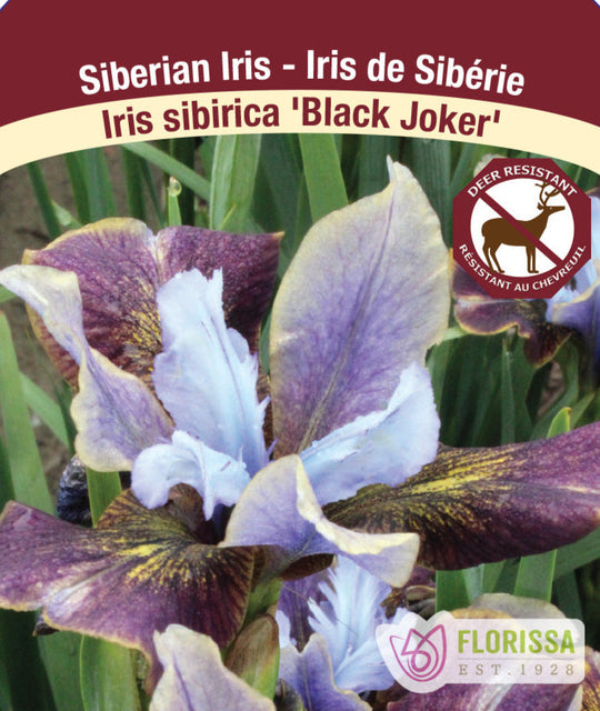 Iris sibirica - Black Joker, 1 Pack