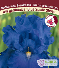 Iris germanica - Blue Suede Shoes, 1 Pack