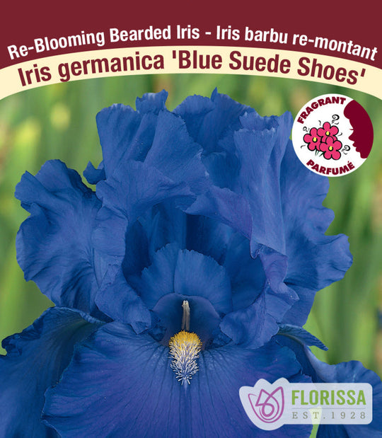 Iris germanica - Blue Suede Shoes, 1 Pack