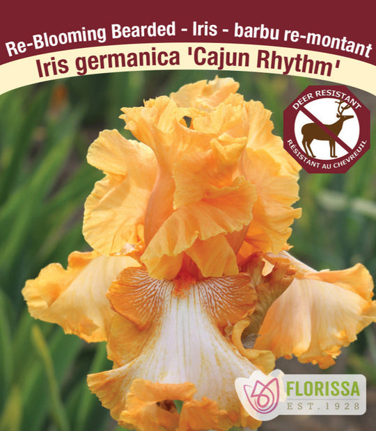 Iris germanica - Cajun Rhythm, 1 Pack