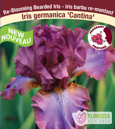 Iris germanica - Cantina, 1 Pack