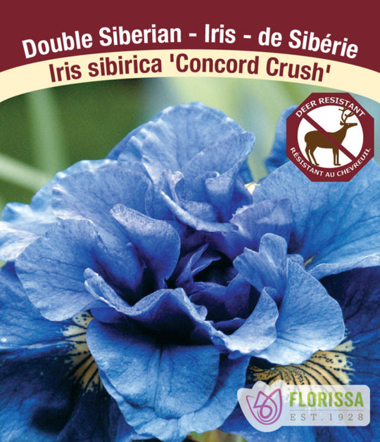 Iris sibirica - Concord Crush, 1 Pack