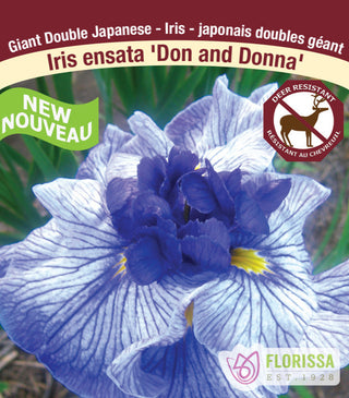 Iris ensata - Don & Donna, 1 Pack