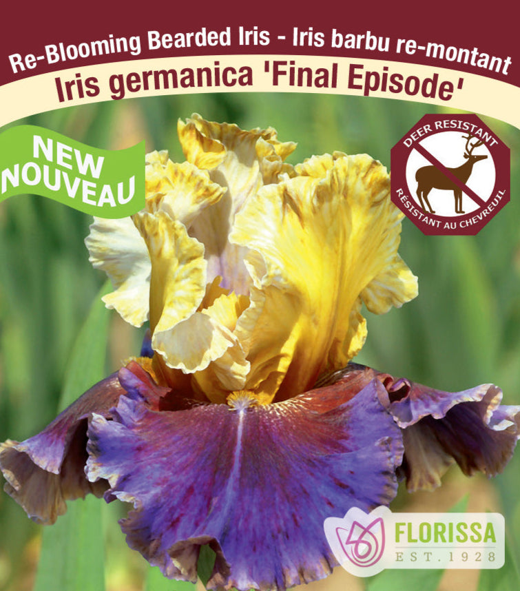 Iris germanica - Final Episode, 1 Pack