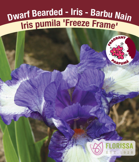 Iris pumila - Freeze Frame, 1 Pack