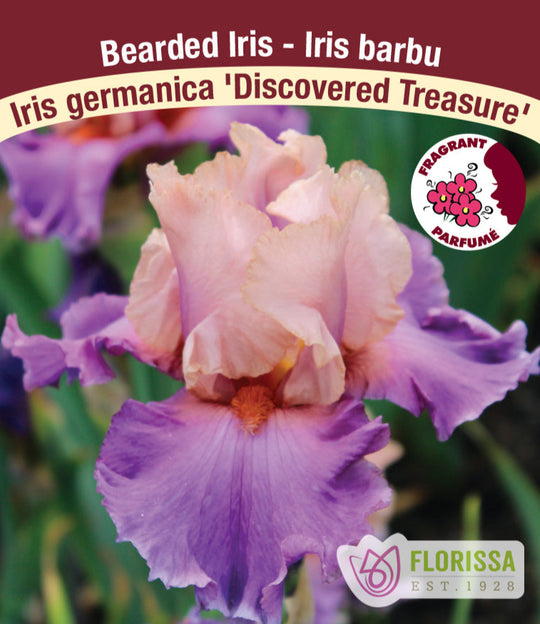 Iris germanica - Discovered Treasure, 1 Pack