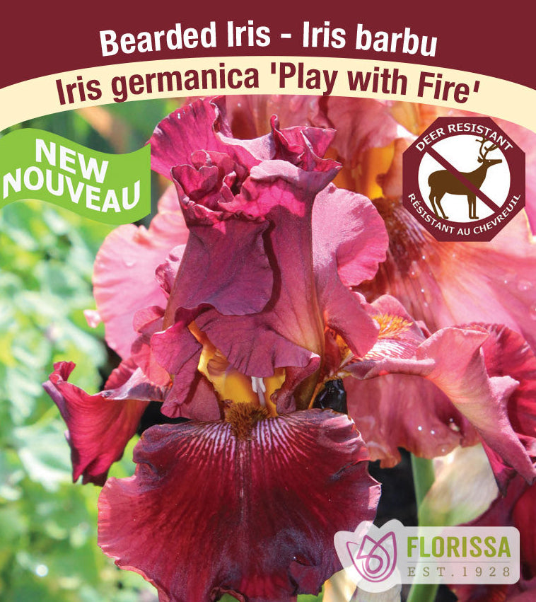 Iris germanica - Play with Fire, 1 Pack